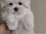Щенки мальтезе / Пермь